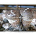 Organic Shiitake; Lentinula edodes, we have shiitake planting base,shiitake mushroom